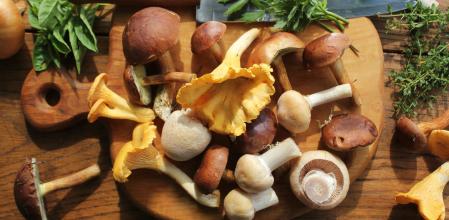 Se ha extendido el cultivo de setas así como también se ha ido extendiendo a zonas poco micófilas