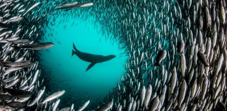 León marino de las Galápagos. La foto está tomada en la Isla Isabela (islas Galápagos), en el momento en que quedó enmarcado por un banco de peces