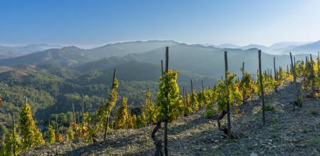 Montañas y viñedos de Priorat