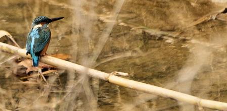 Blauet o martín pescador fotografiado en la zona del Delta del Llobregat.