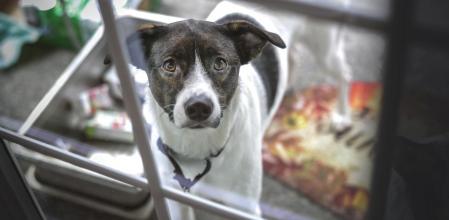 Crece el número de abandono de mascotas que se adquirieron durante el confinamiento.