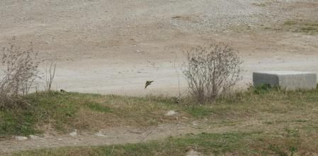 Reto visual: ¿Eres capaz de ver a los seis jilgueros de esta imagen?