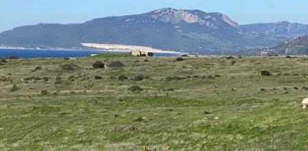 Paisaje verde con la duna de Valdevaqueros de fondo.