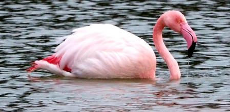 Un ejemplar de flamenco tras el paso del 'Gloria' en el río Tordera