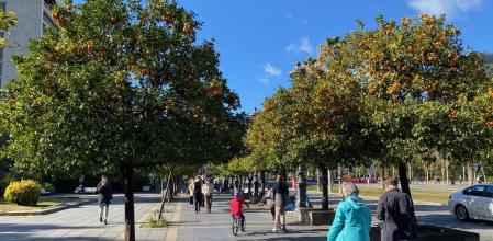 Paseando entre naranjos en Barcelona.