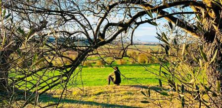 Momento de reflexión entre olivos en el Empordanet de Josep Pla.