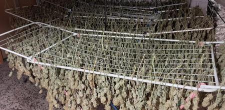 La marihuana se ha encontrado en Corbera y Vallirana