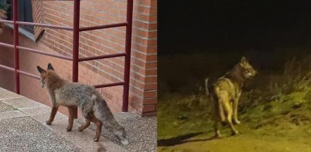 Cualquiera diría que la fauna salvaje se ha decidido a conquistar entornos urbanos.