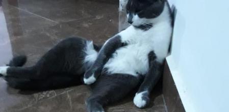 El gato Bigotes se sienta como una persona.