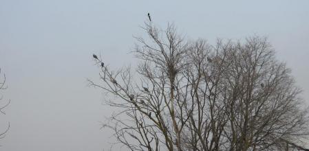 Reto visual: ¿Puedes ver a las dos urracas comunes Pica pica?