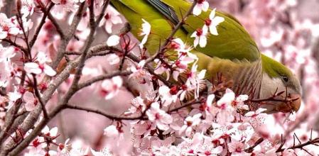 El Parc Central de Sant Cugat del Vallès ya anuncia la primavera.