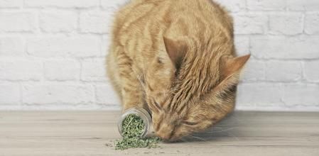 Cute ginger cat sniffing on dried catnip.