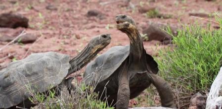 Los científicos llevan décadas trabajando para repoblar las islas Galápagos con sus especies de tortugas gigantes.