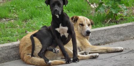 La pareja de perros callejeros en Coquimbo.