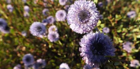 Retrato de varios ejemplares de foixarda.