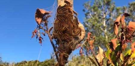 Retrato de un nido de procesionarias.