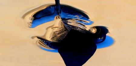 Hojas en descomposición.