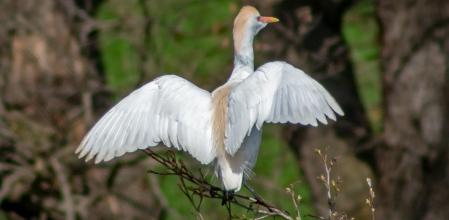 La garcilla bueyera en Les Masies de Voltregà.