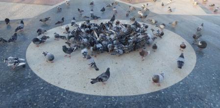 Bandada de palomas en Plaça Catalunya.