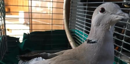 SI, la tórtola que canta cuando dicen su nombre.