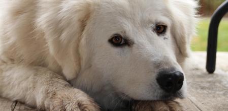 Clover, de tan solo un año y medio, salvó la vida de su dueña.