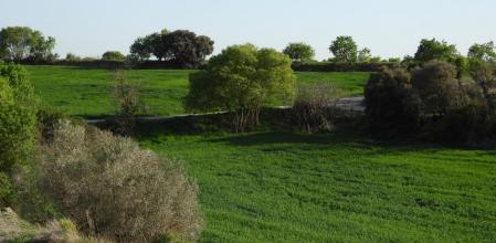 Reto de los árboles.