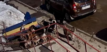 El gato no dudó en enfrentarse a los siete perros.