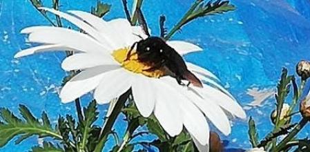 Retrato de un ejemplar de borinot posado sobre una margarita.
