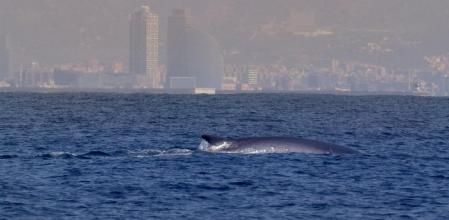 Ballena nadando frente a Barcelona, con el Hotel Vela y las torres del Port Olímpic de fondo.