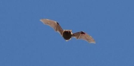 Murciélago sobrevolando el pantano de Vallvidrera.