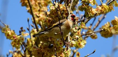 Ejemplar de jilguero divisado en un árbol junto al aparcamiento del Camino de la Llenega.