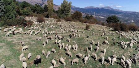 GUADARRAMA, 17/10/2020.- El rebaño trashumante de 1300 ovejas y cabras que tradicionalmente atraviesa las calles de Madrid reivindicando el buen uso de las cañadas y la ganadería sostenible está llegando este fin de semana a Guadarrama después de 500 km y un mes de trashumancia a pie. Este año no podrán atravesar la ciudad, aún así la Asociación Trashumancia y Naturaleza tiene una serie de eventos y materiales preparados para no dejar de celebrar esta tradicional Fiesta.-EFE/Asociación Trashumancia y Naturaleza/No ventas/No archivo/Solo uso editorial
