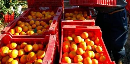 Recofida de naranjas en el campoUNIÓ 01/06/2020
