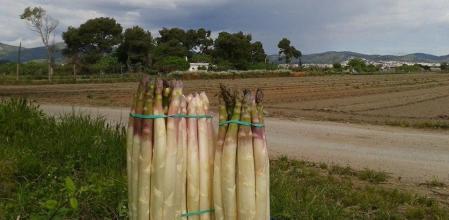Retrato de un manojo de espárragos, producto típico de Gavà.