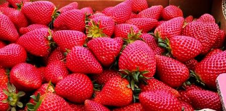 Fresas del Maresme recién recogidas del huerto de Sóc Pagès en Arenys de Mar