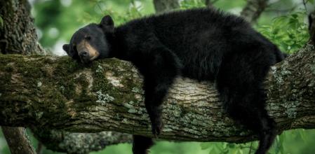Un oso en un parque nacional estadounidense