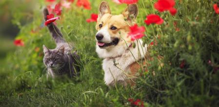 Collares, pipetas y otros sistemas antiparasitarios para cuidar a nuestras mascotas