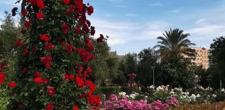 Roserar Dot i Camprubí.