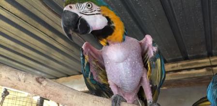 Diki, en las instalaciones de la Asociación Birds Friends.