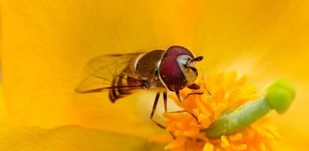 Sírfidos, la mosca de las flores con aspecto de abeja.