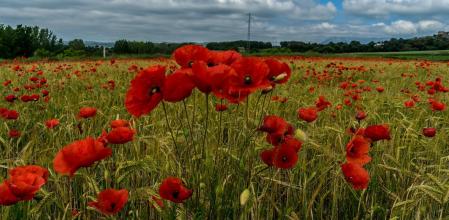 Amapolas entre espigas doradas en el Lluçanès.