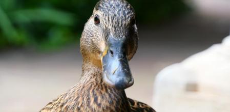 Cuaca, la patita del monasterio de Pedralbes.