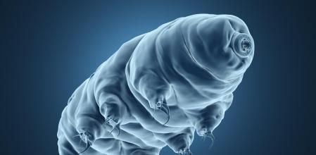 El tardígrado (Hypsibius dujardini) u osos de agua.