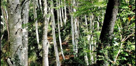 Fageda de la Grevolosa.
