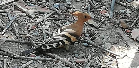 Abubilla en el barrio de La Salut de Barcelona.
