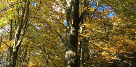 El bosque de la Grevolosa.