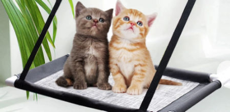 Hamaca para gatos impermeable