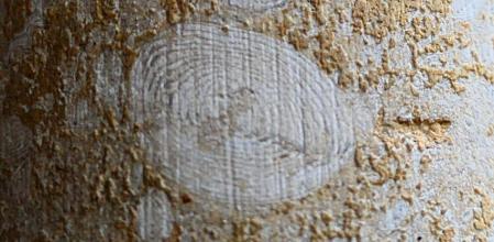 Reflejos en los Nummulites del claustro del monasterio de Pedralbes.