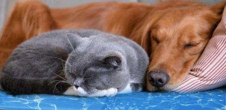 Refresca a tus mascotas con las mejores mantas frías y accesorios para afrontar el calor