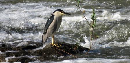 Ruta del camino Vora Ter.
